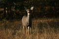 Whitetail Deer