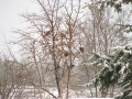 Winter feast