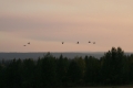 Cranes