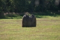 Coyotes