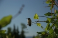 Hummingbird