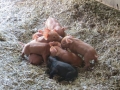 Piglets