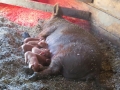 Sow with Piglets