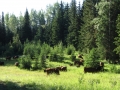 Summer - green gras.