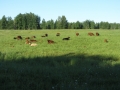 Enjoying green gras & the sun.