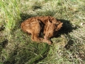 Newborn(1)