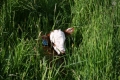 Newborn(2)