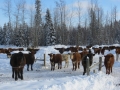 Yearlings and Heifers with the Icelandics