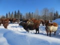 Cows in February
