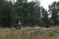 New Pasture to graze.