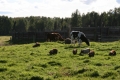 Holstein Summer Guest.