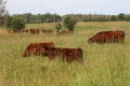 Grazing