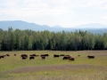 Grazing