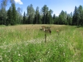 Cows and Calves enjoy a new pasture.