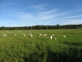 Grazing on Big Bear Ranch.