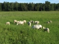 Sheep enjoy the sun & summer gras.