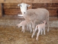Newborns.