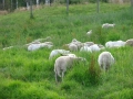 Grazing sheep.