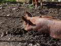 Mud bath