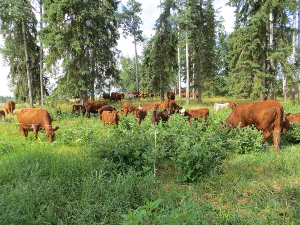 Newsletter: Summer on Big Bear Ranch – Big Bear Ranch